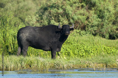 Water Buffalo (female) grazing © Iliuta