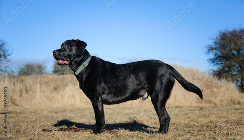 Side view of Black Labrador Retriever dog outdoor portrait standing in field 