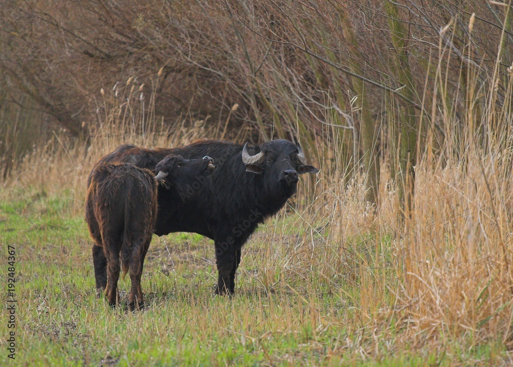 Indian Buffalo