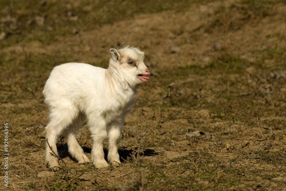Kid Goat Grazing on Green Grass