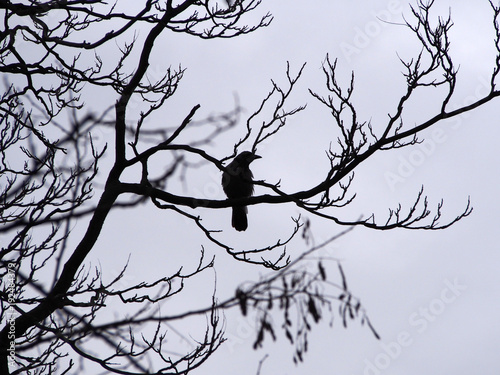 a single crow perched in the branches of a winter tree in silhouette