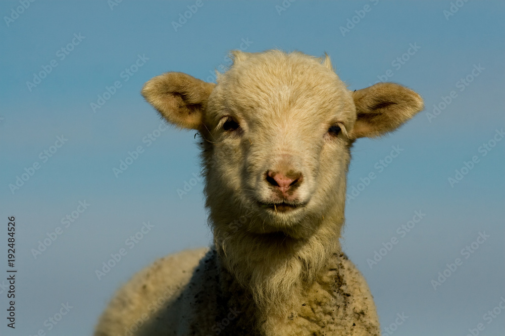 White Lamb Portrait in springtime White Lamb Portrait in springtime