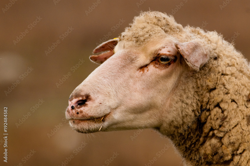 White Sheep Portrait