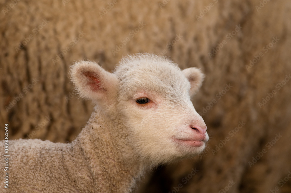 Fototapeta premium White Lamb Portrait in springtime