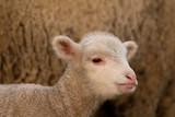 White Lamb Portrait in springtime