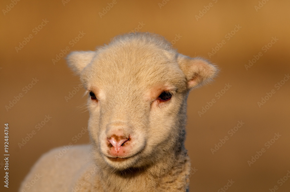 White Lamb Portrait in springtime White Lamb Portrait in springtime