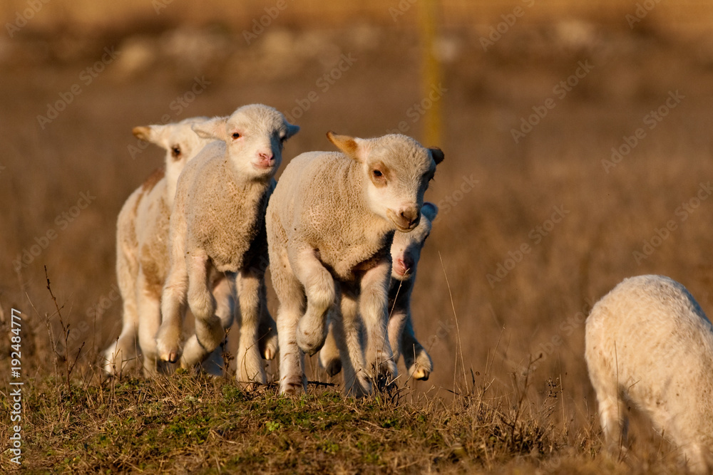 White Lambs Playing in Springtime