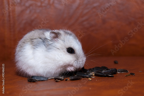 Hamster eating sunflower Seeds