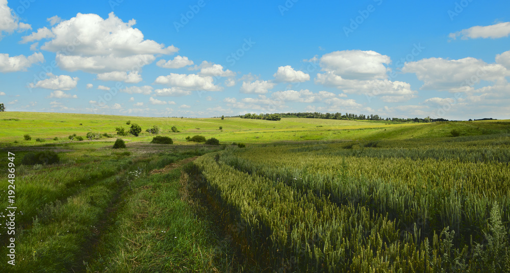 Sunny summer landscape with ground country road.Field of unripe wheat.Green hills with growing trees.River Upa in Tula region, Russia.Countryside scene.Blue sky with white clouds.Panoramic view.