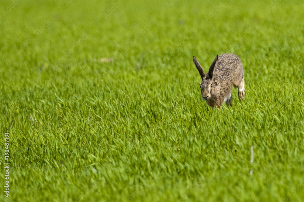 Obraz premium Hare running through green grass