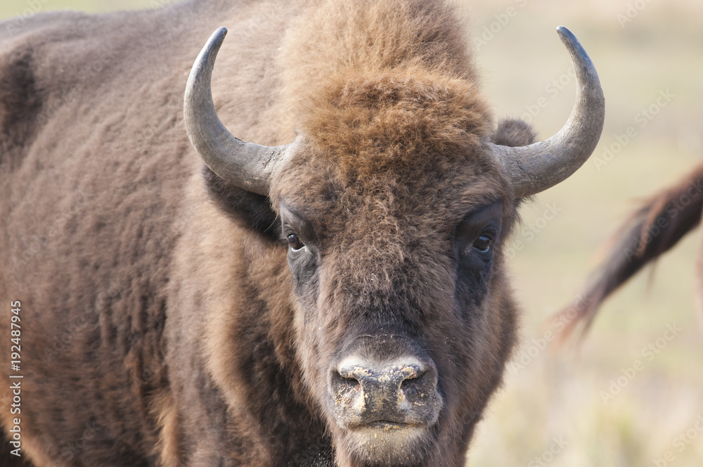 European Bison European Bison