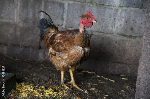 Funny hen among white chicken in the dirty poultry yard after the rain.