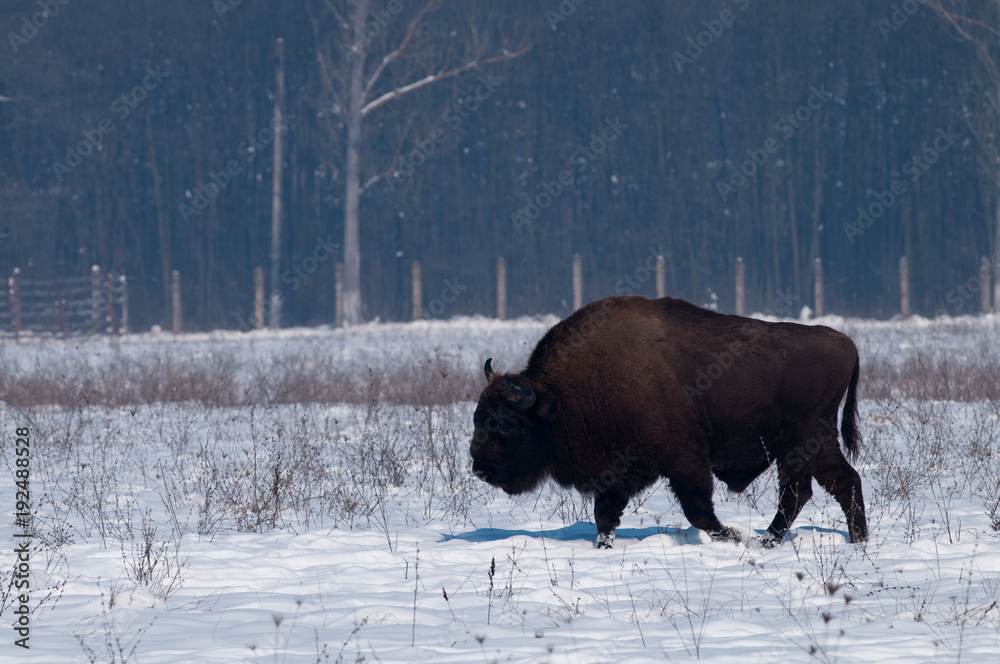 European Bison (Bison bonasius) in Winter European Bison (Bison bonasius) in Winter