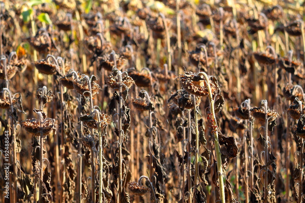 Withered Sunflowers in the Autumn Field. Ripened Dry Sunflowers Ready for Harvesting.