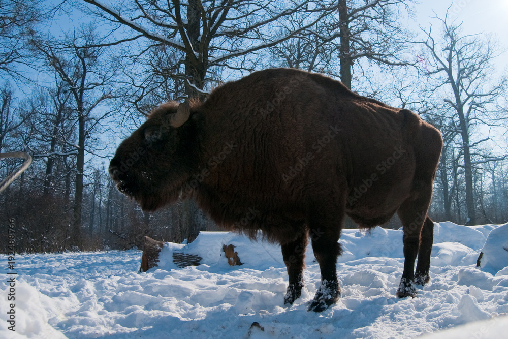 European Bison (Bison bonasus) eating Corn Cobs European Bison (Bison bonasus) eating Corn Cobs