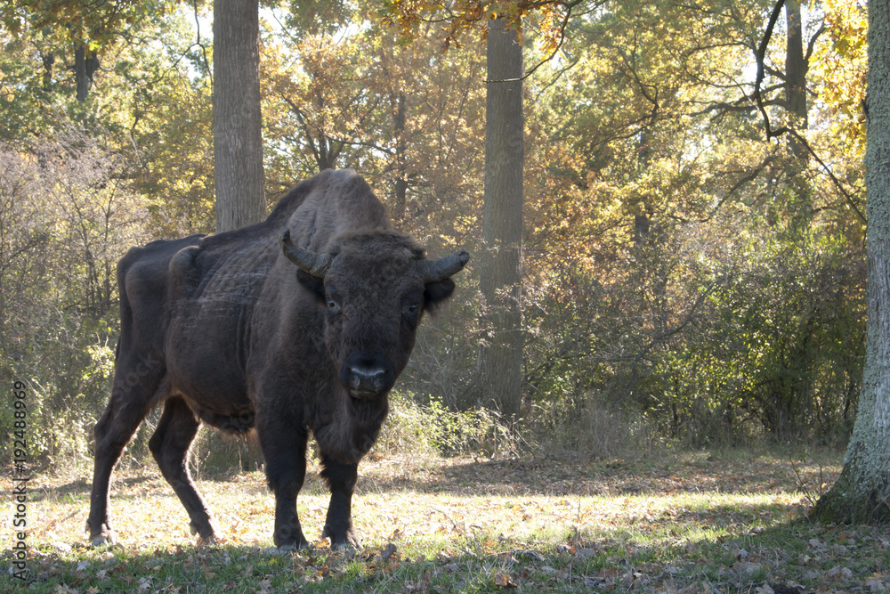 European Bison European Bison