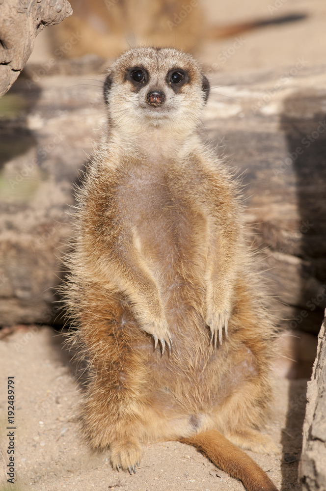Fototapeta premium Suricate or Mongoose or Meerkat