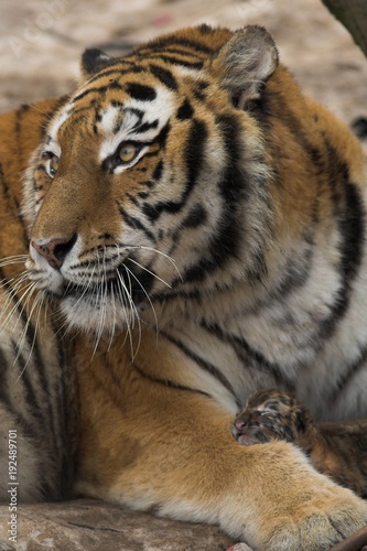 Fototapeta Naklejka Na Ścianę i Meble -  Tiger at zoo