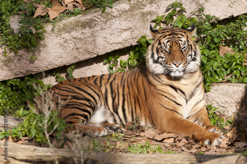 Tiger resting