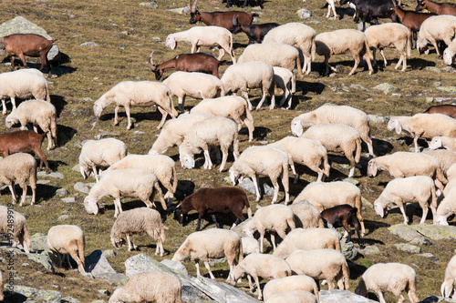 pecora in alta montagna photo