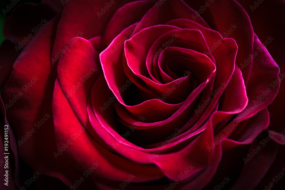 A close up of a red rose with a retro feeling A close up of a red rose with a retro feeling