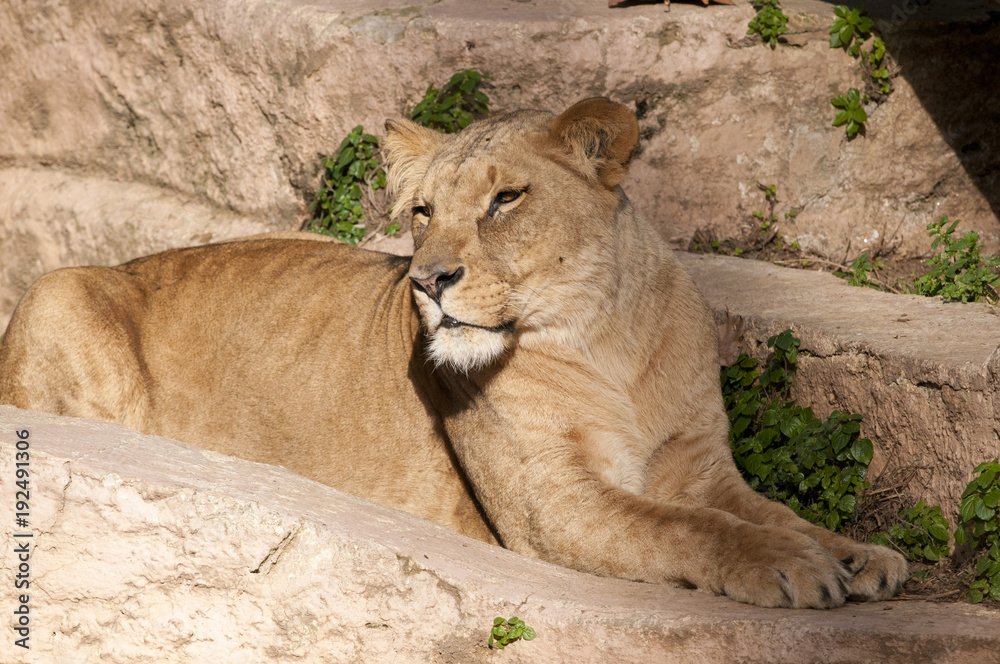 Fototapeta premium Lioness resting
