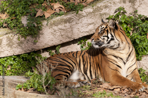 Tiger resting