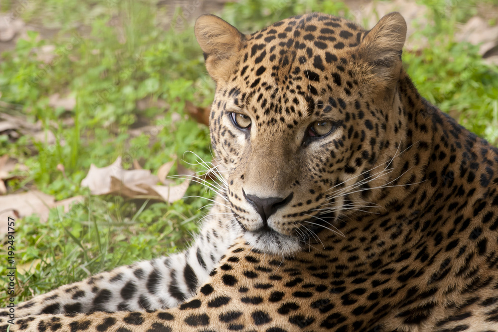 Leopard laid down portrait
