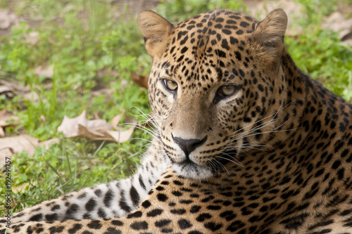 Leopard laid down portrait