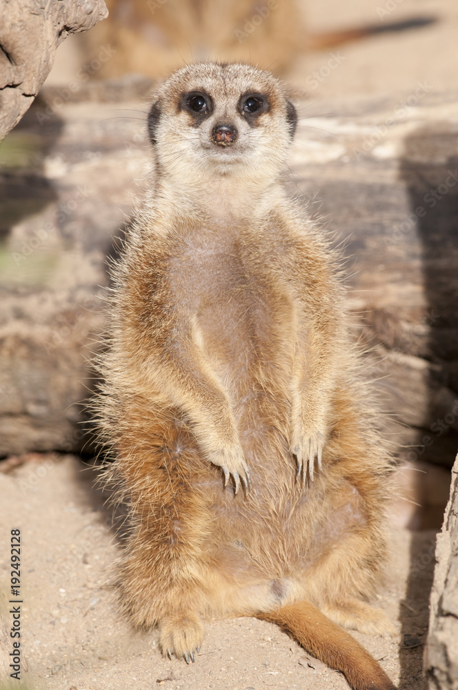 Fototapeta premium Suricate or Mongoose or Meerkat