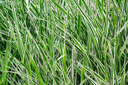 The ryegrass. Striped grass. photo