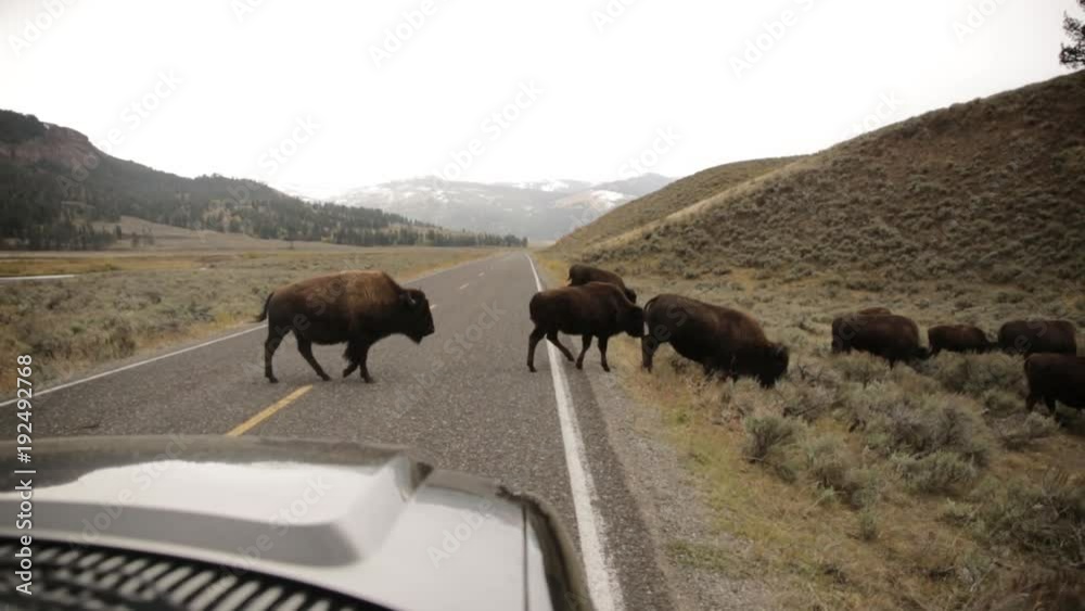 American bison, buffalo, crossing the highway in Lamar Valley, Yellowstone National Park, Wyoming American bison, buffalo, crossing the highway in Lamar Valley, Yellowstone National Park, Wyoming