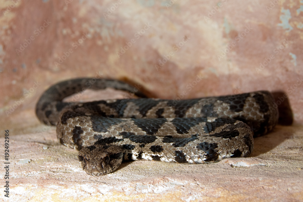 Obraz premium Rock Viper (vipera xanthina)