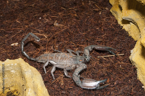 Thick Tailed Scorpion  Tityus sp. 