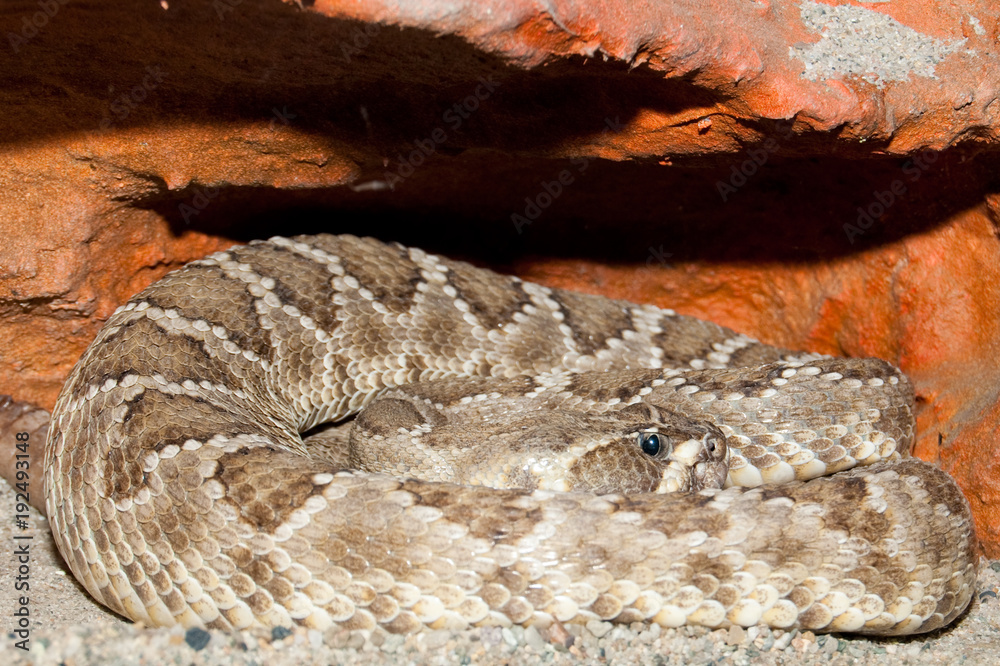 Diamondback rattle snake