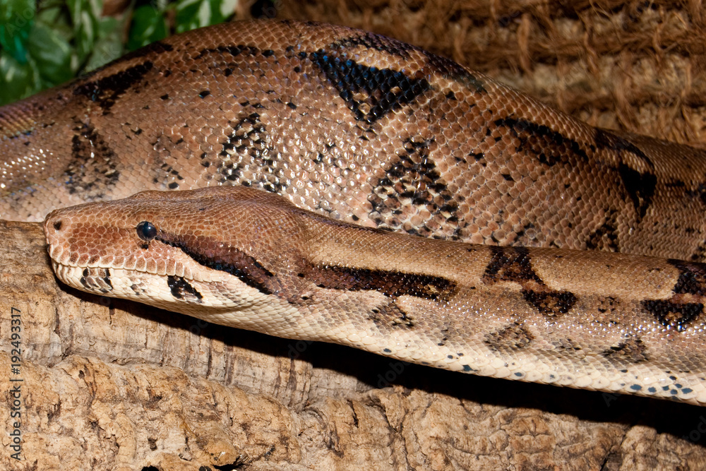 Fototapeta premium Boa Constrictor portrait