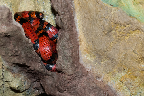 Foto Honduran Milk Snake or Kingsnake