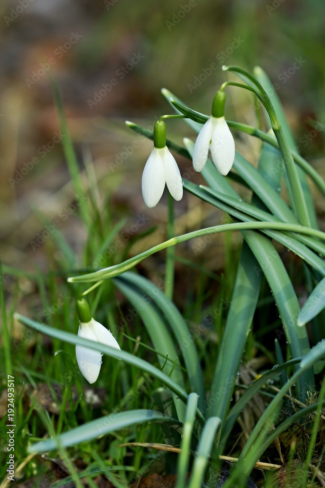 Vertical image of white wet snowdrop flowers with green stalks and blurry background, closeup image, springtime