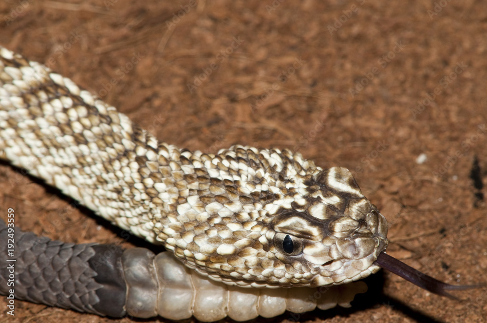 Fototapeta premium Uracoan Rattlesnake