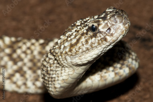 Uracona Rattlesnake Portrait