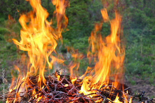 Fire and flame of burning brushwood