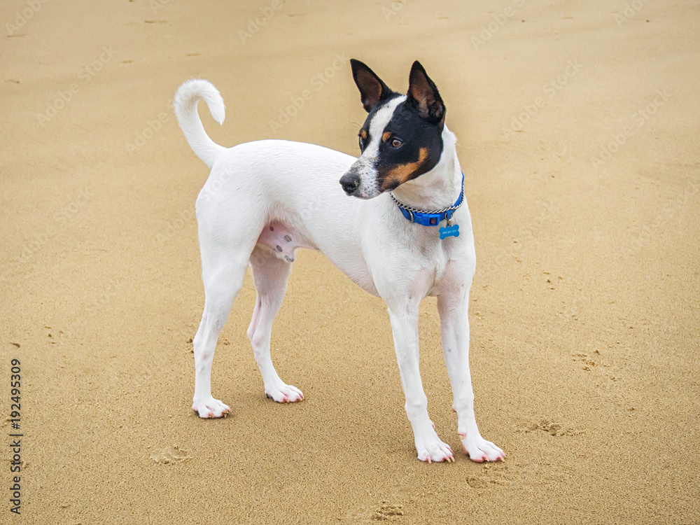 Tenterfield Terrier with a blue collar is standing on the sand