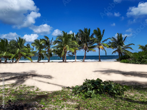 Exotic beach with palm trees on the beach