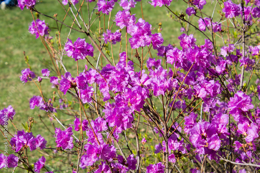 shrub rhododendron violet