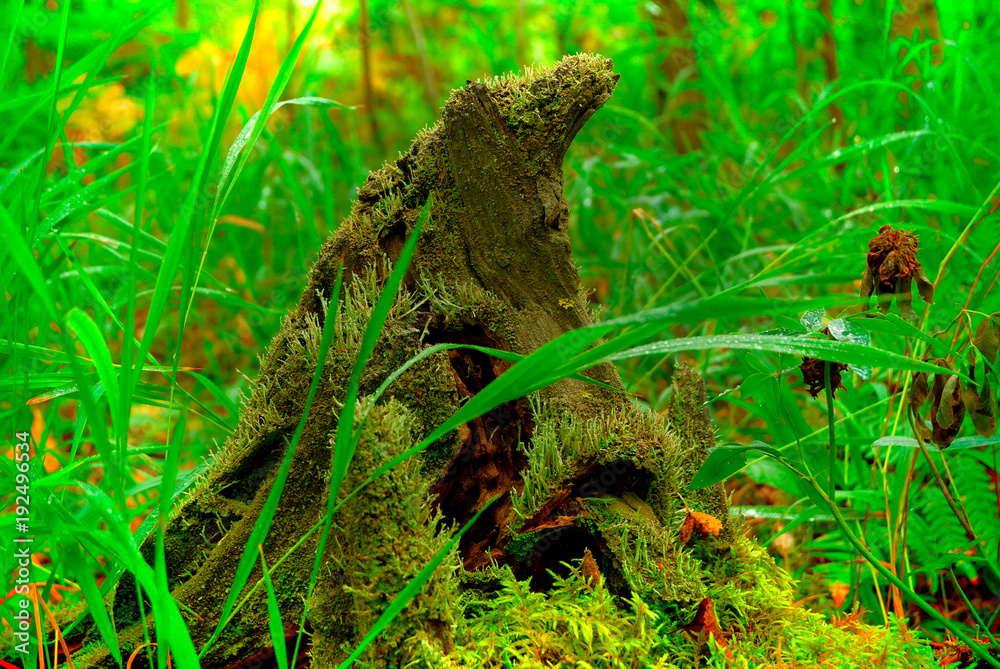 Obraz premium Старый пень