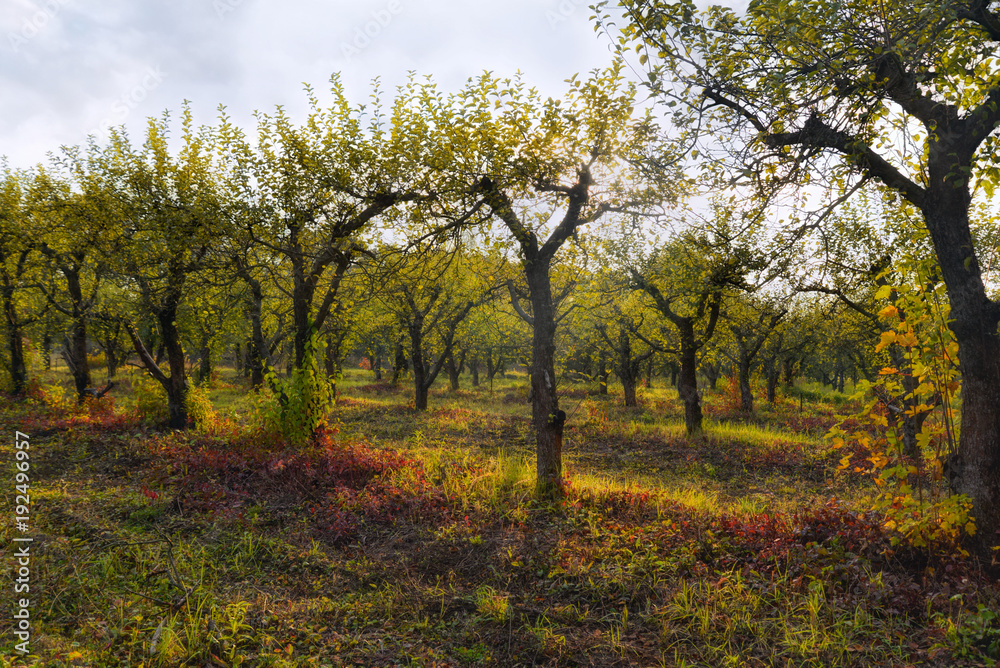 Apple orchard in autumnal sunlight