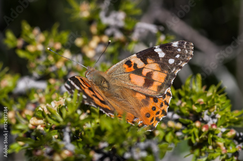Butterfly in Red Rock Canyon National Conservation Area
