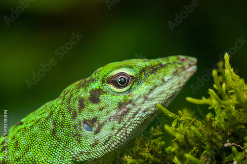 Iguana in the rainforest of Costa Rica
