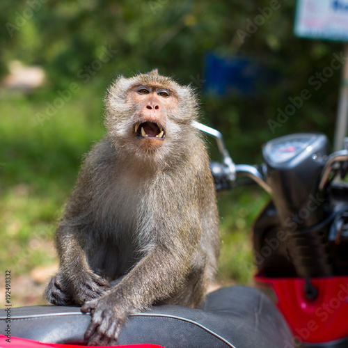 Monkey sitting on a motorbike, Thailand. Travel and tourism.