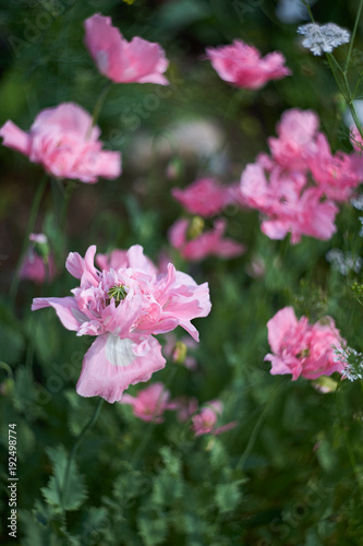 Pink poppies.